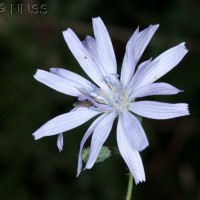 Blue-sow-thistle